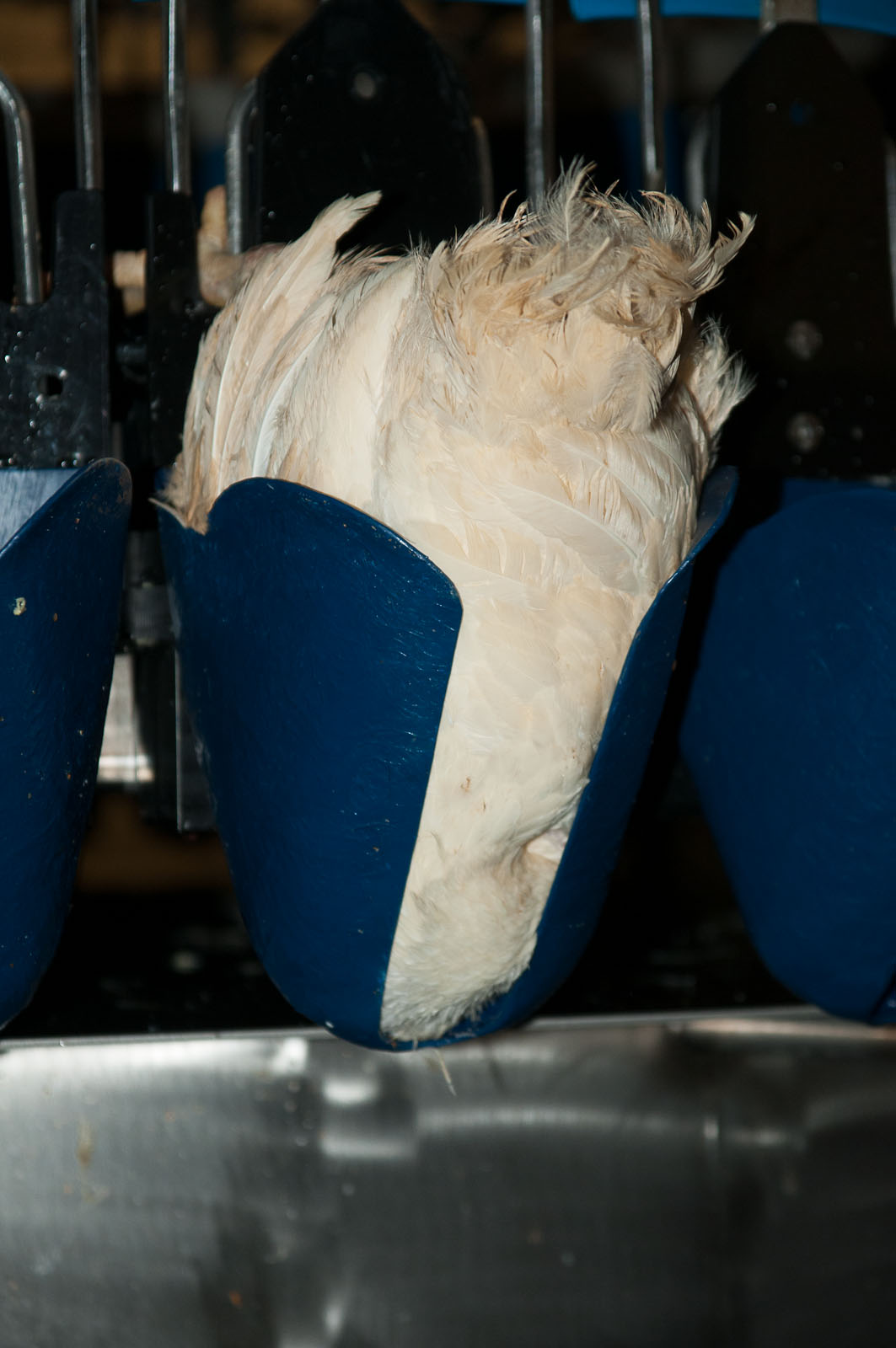 Bird resting calmly, supported in an ODIGOS holder
