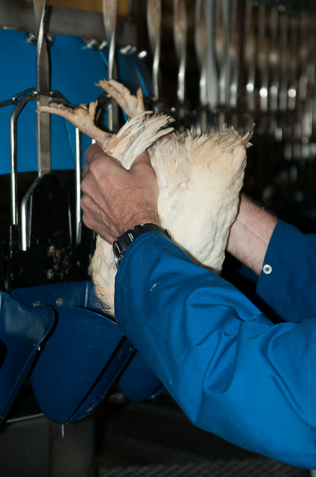 Live bird being placed in an ODIGOS holder
