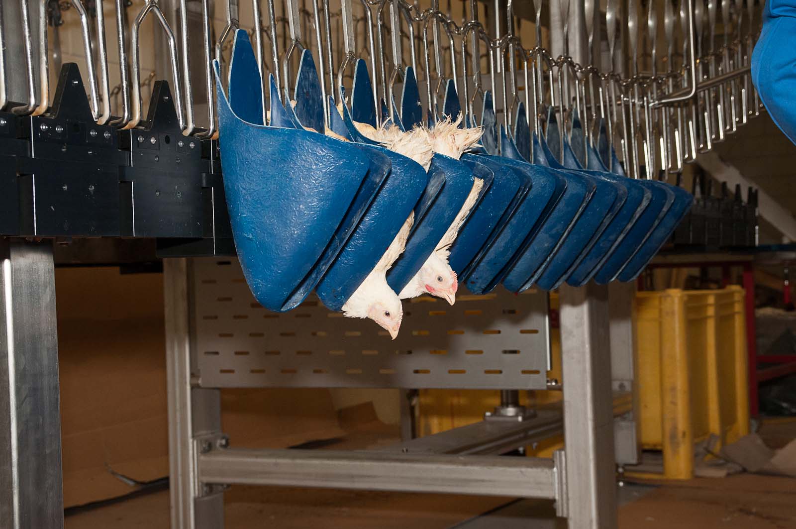Row of ODIGOS holders with birds for halal slaughter